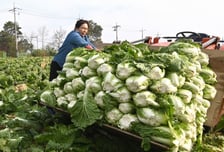 '김치 배추' 국제 표준으로 등재…김 세계 규격화 승인