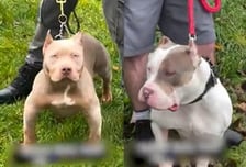 "우리 개는 안 물어요" 하더니…'XL 불리' 공격에 9개월 아기 사망