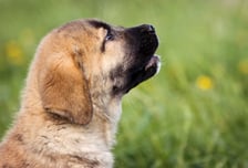 법원도 "잔인해"…개 25마리 감전사시킨 농장주