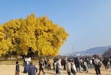 '천연기념물' 반계리 은행나무 30m 앞에 4층 건물?…원주 '시끌'