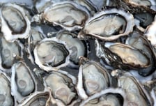 "90%가 죽었다, 대재앙" 굴 양식장 초유의 사태…일본서 무슨 일