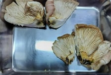 "먹을 수 있는 버섯이네요"…AI 답변 믿고 먹었다가 죽을 뻔