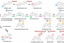 전남대연구팀, 지의류 유래 천연물의 생합성 경로 밝혀