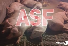 '치사율 100%' ...아프리카돼지열병, 당진서 첫 발생