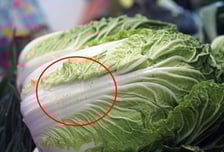 "곰팡이? 왠지 찜찜해"...김장 배추 '까만 점' 다닥다닥, 먹어도 될까