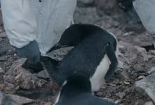 "펭귄 꼬리 잡아 올렸다?" 시끄러운 남극의 셰프, 동물학대 의혹 입장은