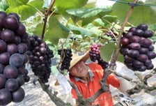 18년만에 한국산 포도 일냈다…"내년부터 필리핀 수출"