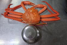 "이게 10만원?"...속초서 보낸 밥그릇 크기 홍게 4마리에 분노 폭발