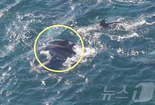 자연으로 돌아간 '춘삼이' 셋째출산?…배냇주름 새끼 돌고래와 유영