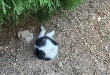 대학 캠퍼스서 몸 절반 땅에 묻힌 채 죽은 고양이 발견…경찰 수사