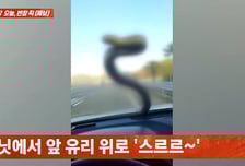 달리는 차에서 '스르륵' 2m구렁이…"20분 달려도 안떨어져"