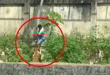 "맙소사" 동물원 사자 우리 들어갔다가 목 물려 사망...브라질 소년 비극