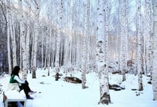 영양군, '국립 영양 자작누리 치유의 숲' 유치 확정…내년 기본계획 착수