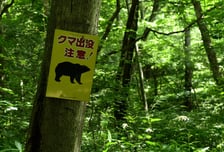 "죽이는 것보다, 해체가 어렵다"...일본, 반년 만에 곰 5900마리 사살