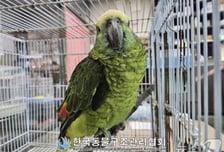 카페에서 커피 훔쳐 마시던 '그 앵무새', 안타까운 결말