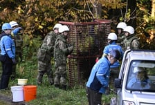 "도심서 보이면 총 쏴라" 일본 비상…곰 습격에 230명 사상 '역대 최다'