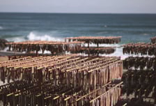 구룡포 삭풍 뚫고 한반도 입맛 녹였네~