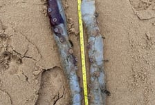 "40년간 딱 4번 발견" 심해종 '일곱 팔 문어'…해변서 발견 '미스터리'