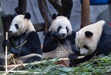 중·일 50년 '판다 외교'도 끝난다…일본 남은 2마리 내년초 반환