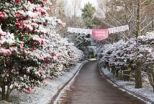 신안분재공원,  4000만송이 애기동백꽃 활짝 펴
