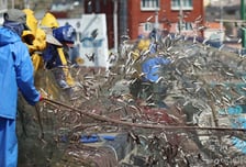 소규모어가·어선원 130만원, 조건불리지역 80만원…직불금 지급 개시