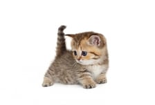 "우리 냥이 아픈가?" 반려묘 갑상선 상태, 초기 진단 가능해진다