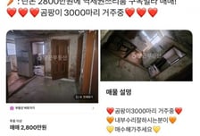 "곰팡이 3000마리 거주"...당근에 뜬 '핫한' 2800만원짜리 빌라