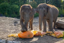 달리던 열차 앞에 나타난 코끼리 떼 100마리…돌진한 7마리 떼죽음