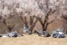 "비둘기 먹이 금지는 동물학대"…동물단체, 헌법소원