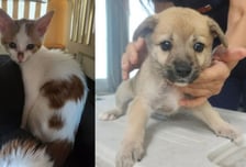 쓰레기 봉투에 죽은 동물이...중고 거래로 마구 입양, 죽게 한 20대