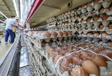 계란값 또 7000원대 출렁…산란계 농장 AI 확산 우려