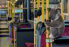 가로등에 '대롱대롱'…위기의 코알라, 버스 기사 덕에 목숨 구했다[영상]