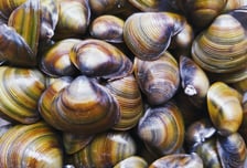 2배 폭리...섬진강 재첩이라더니 '중국산' 20톤 속여 팔았다