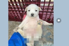 단톡방에 '성희롱 논란 사진' 올린 나주시 의원, 출석정지 징계 10일