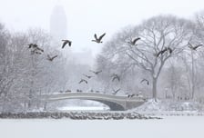 "눈 최대 33㎝ 쌓였다"...뉴욕 3년만의 최대 폭설, 항공편 대거 결항