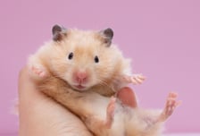 서로 물어 죽이도록 합사...'햄스터 학대' 생중계하며 "이미 저승"