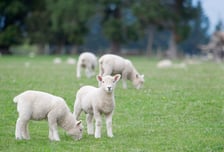 "양을 바쳐, 하나님께 속죄"...집에서 양털 이불 태우며 기도한 30대