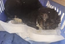 "고양이에 불붙여" 대전서 의문사 줄줄이…신원불상자 수사 착수