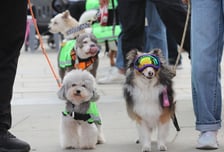 댕댕이·대학생·러너도 ‘우리 동네 지킴이’