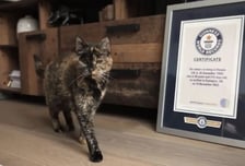 사람이면 120살, '최고령 고양이' 기네스북 등재…장수 비결은?