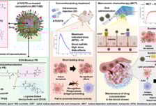 박진우 목포대 교수 연구팀, '수송체 표적 경구 항암 나노플랫폼' 개발