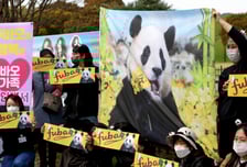 '푸바오' 돌아오나…한중 기후·환경 협력 강화 논의