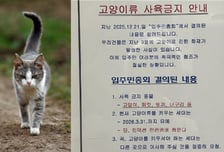 "고양이 키우려면 이사 가라" 한 오피스텔, 돌연 사육 금지...왜?