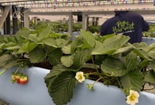 중동서 'K-딸기' 키웠다…플랜티팜, UAE 수직농장 활용 현지 공략 속도