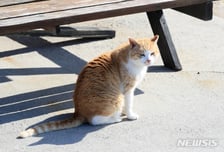 도로 위 고양이 사체 치우다가...차량에 치인 50대 근로자