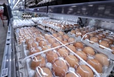 고병원성 AI 확산에 계란값 10% 상승…미국산 계란 224만 개 시범 수입