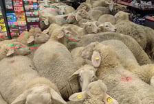 '양들의 침입' 50마리 들이닥쳤다..."공짜 홍보 됐다" 독일 마트 대응은[영상]