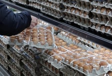 조류독감 여파에… 한숨 나오는 계亂