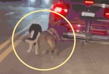 [영상]"차 안에서 배변할까 봐"…개 묶고 도로 달린 무면허 운전자