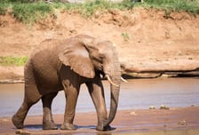 7일간 17명 죽인 '연쇄 살인마' 정체…"추적 어려워" 인도 발칵